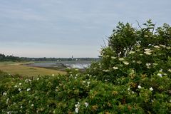 Blick auf Nebel, im Vordergrund links die überall wild wuchernden Kartoffelrosen