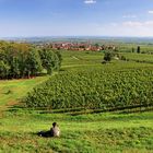 Blick auf Rodt (1)