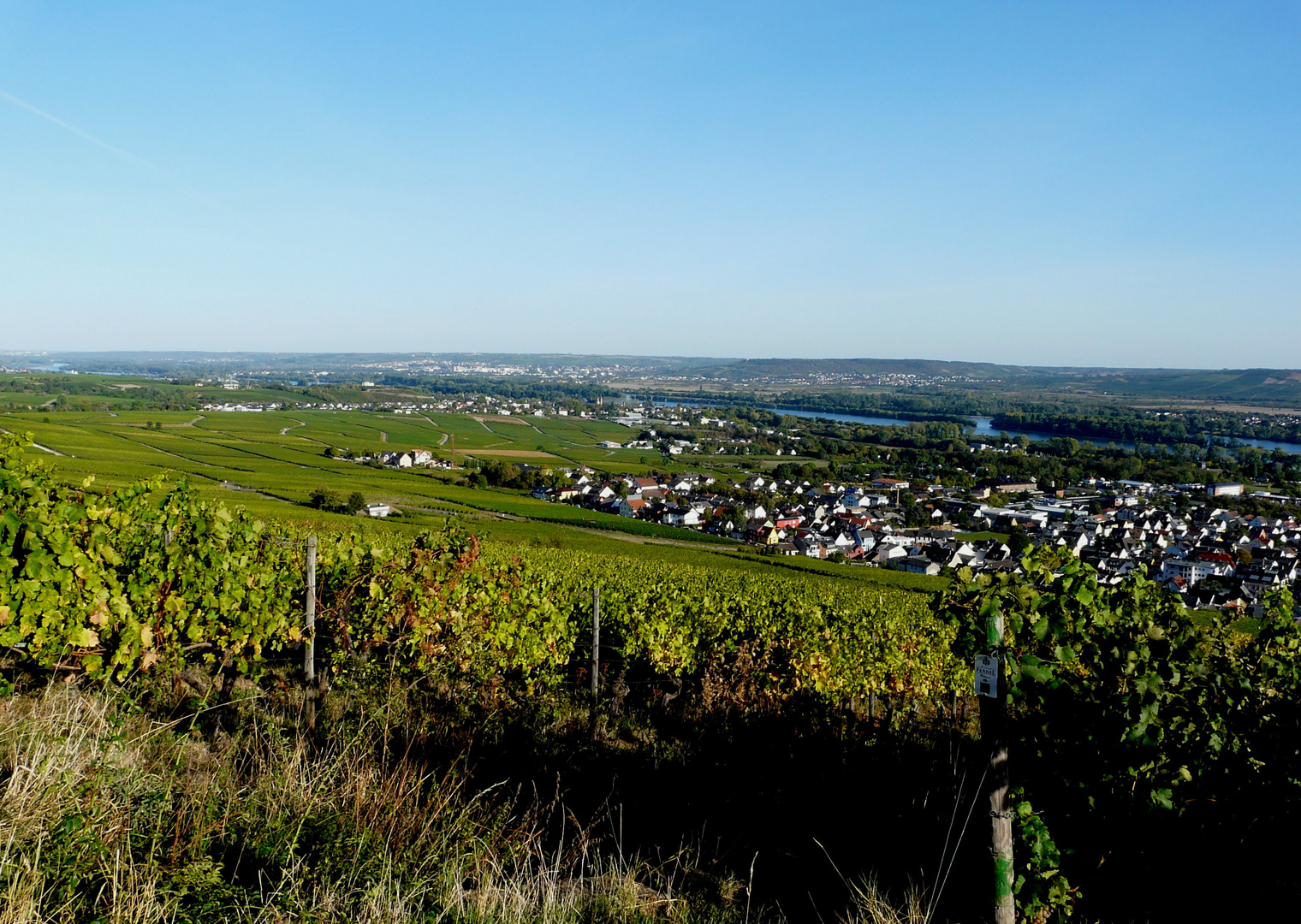 Blick auf Rüdesheim