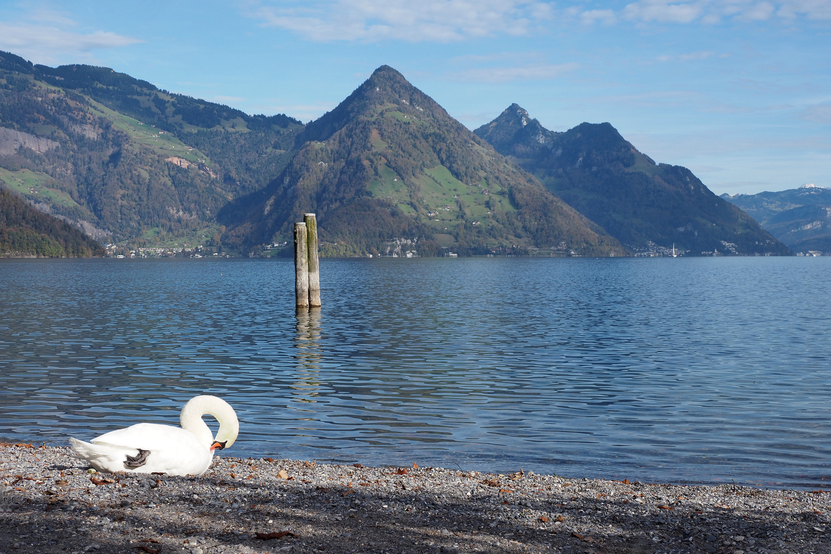 blick auf schwan, see und berge