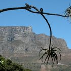 Blick auf Tafelberg