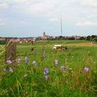 Blick auf Wolfhagen