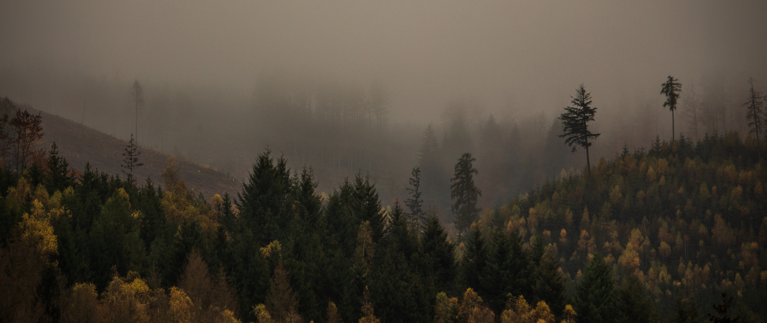 Blick aufs Buchholz im Nebel