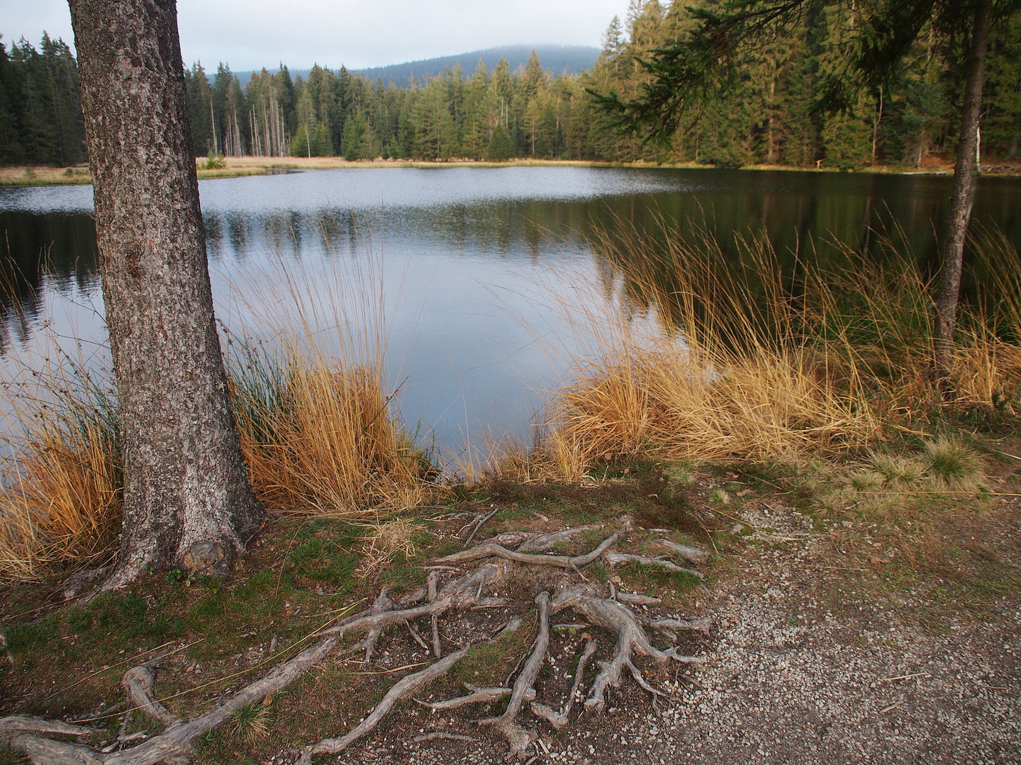 Blick auf´s Fichtelsee-Moor