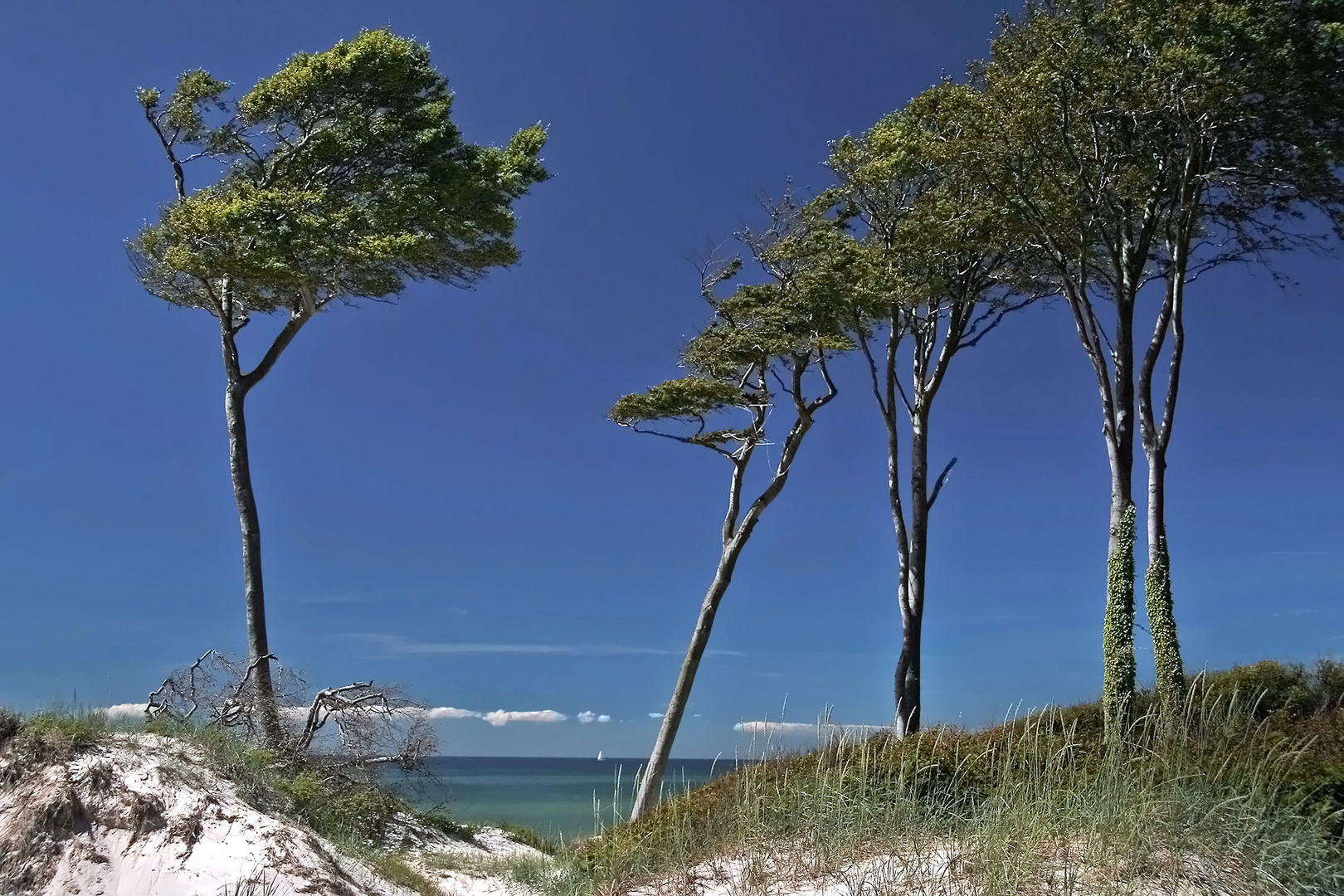 Blick auf's Meer... Foto & Bild world, wasser, bäume Bilder auf