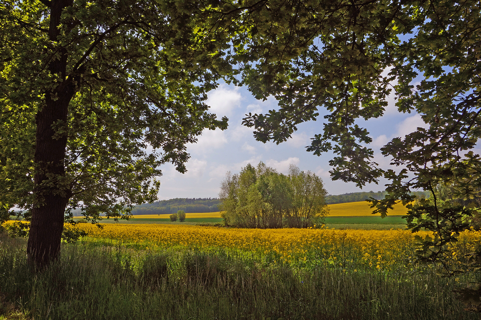 Blick aufs Rapsfeld neu