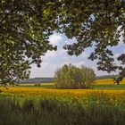 Blick aufs Rapsfeld neu