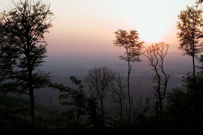 Blick aufs Ried