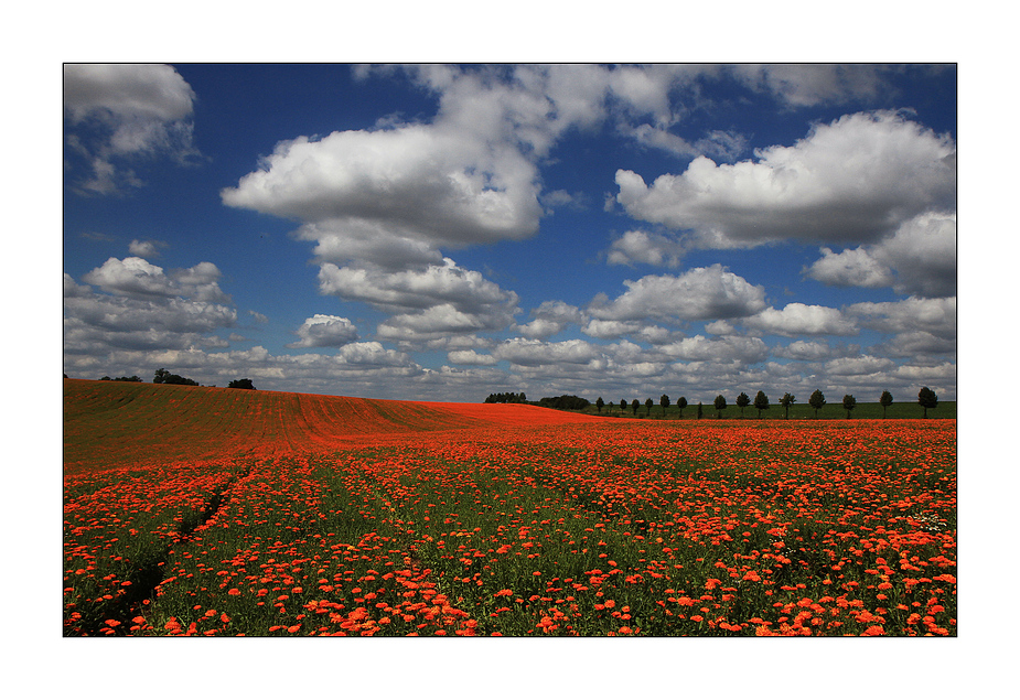 Blick aufs Ringelblumenfeld