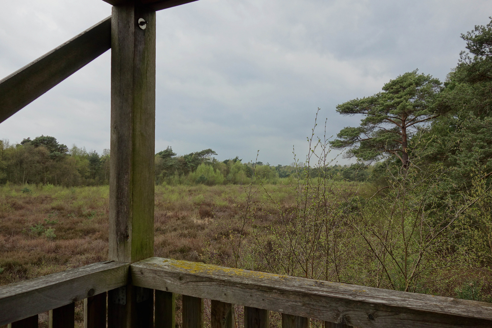 Blick aufs Steinhuder Moor