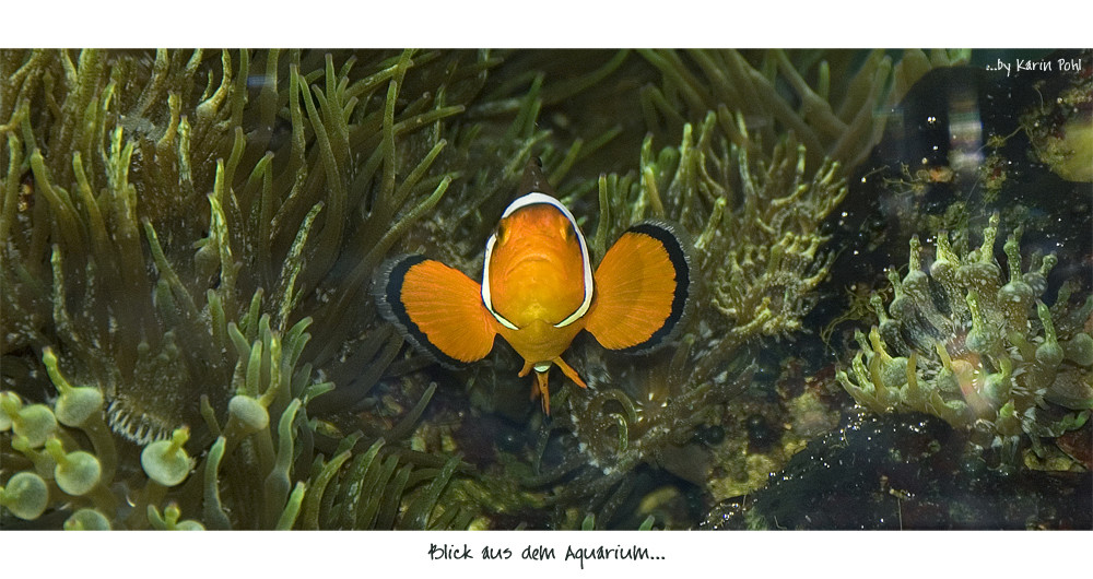 Blick aus dem Aquarium...