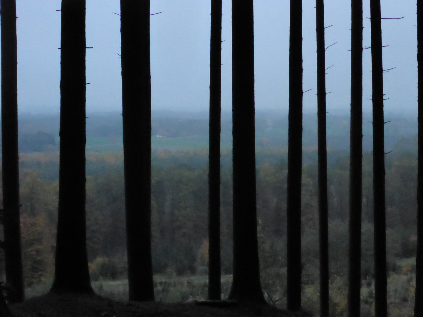 Blick aus dem Baumgefängnis