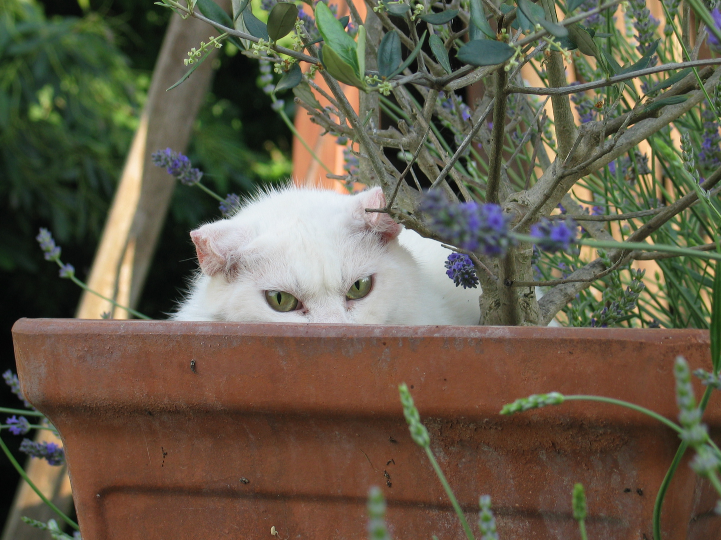 Blick aus dem Blumentopf