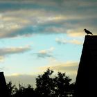 Blick aus dem Fenster an einem "Sommertag" am 19.6.2010