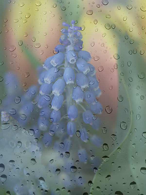 Blick aus dem Fenster in den Garten