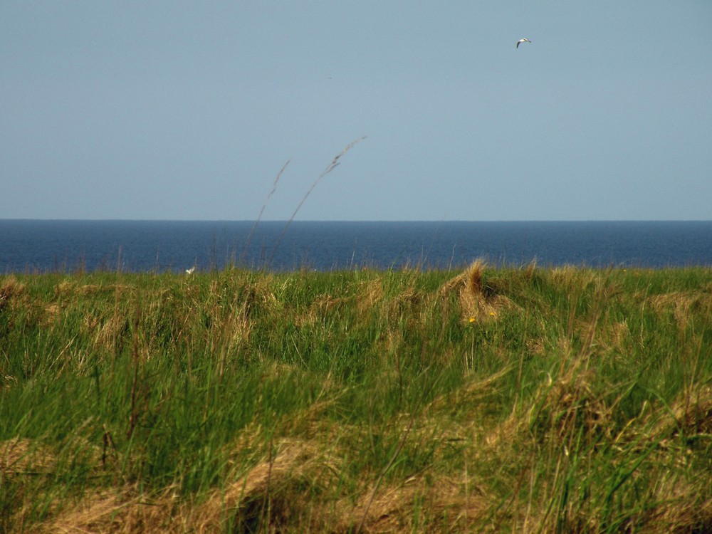 Blick aus dem Fenster meines Ferienhauses in Lønstrup / DK