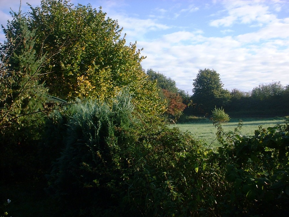 Blick aus dem Garten