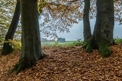 Blick aus dem Herbstwald