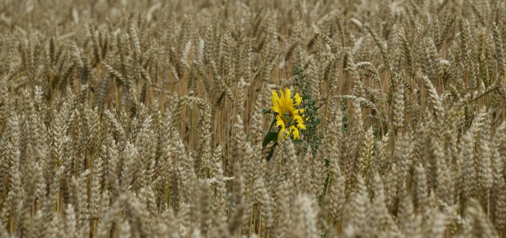 Blick aus dem Kornfeld