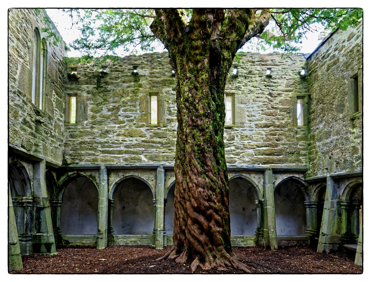 Blick aus dem Kreuzgang von Muckross Abbey