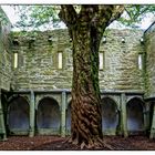 Blick aus dem Kreuzgang von Muckross Abbey