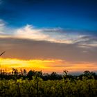 Blick aus dem Rapsfeld am Abend