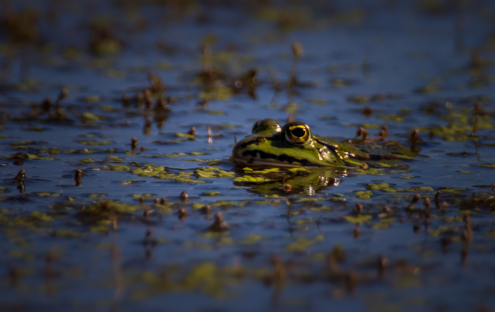 Blick aus dem Teich