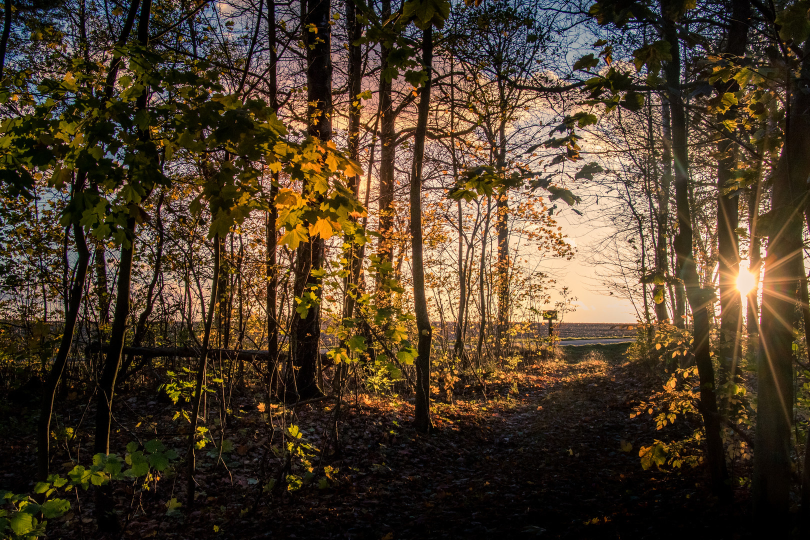 Blick aus dem Tharanter Wald