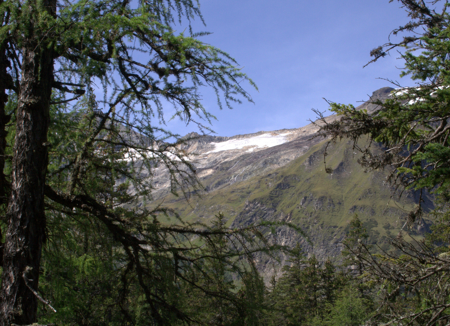 Blick aus dem Urwald