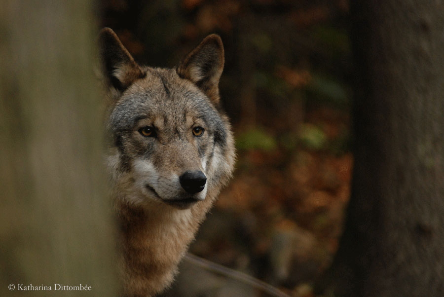 Blick aus dem Versteck