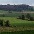 Blick aus dem Wald