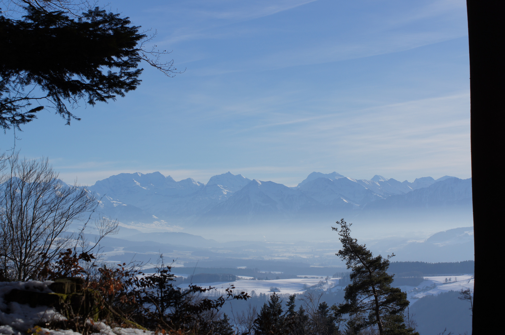 Blick aus dem Wald