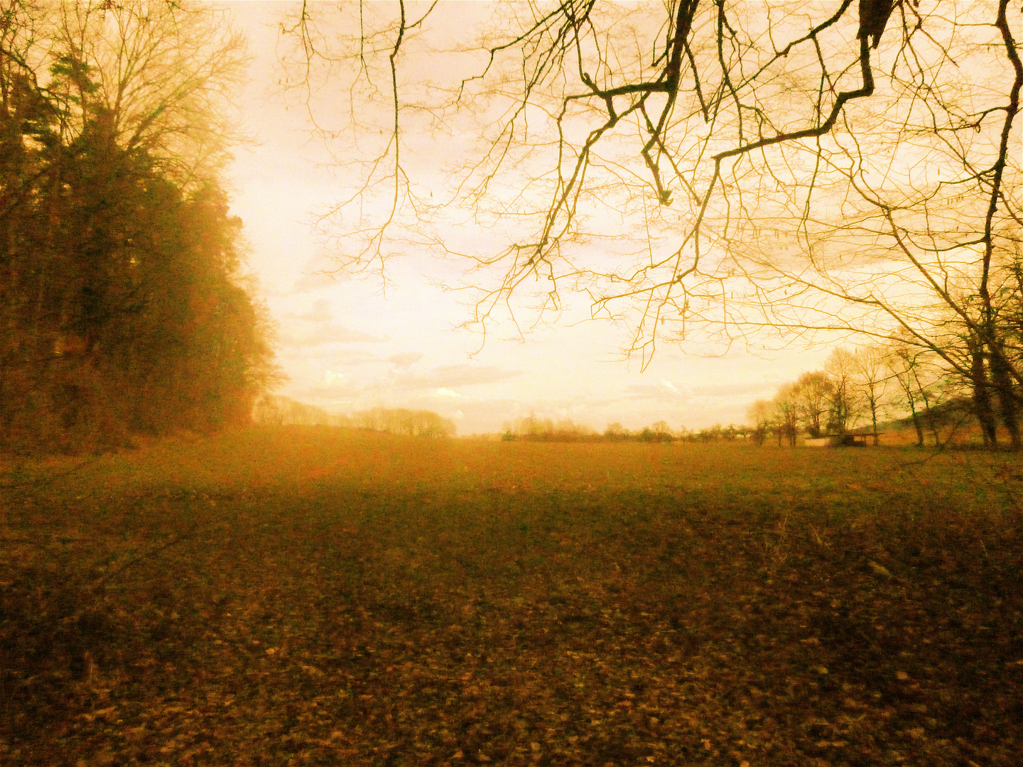 Blick aus dem Wald am Abend