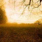 Blick aus dem Wald am Abend