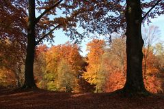 Blick aus dem Wald