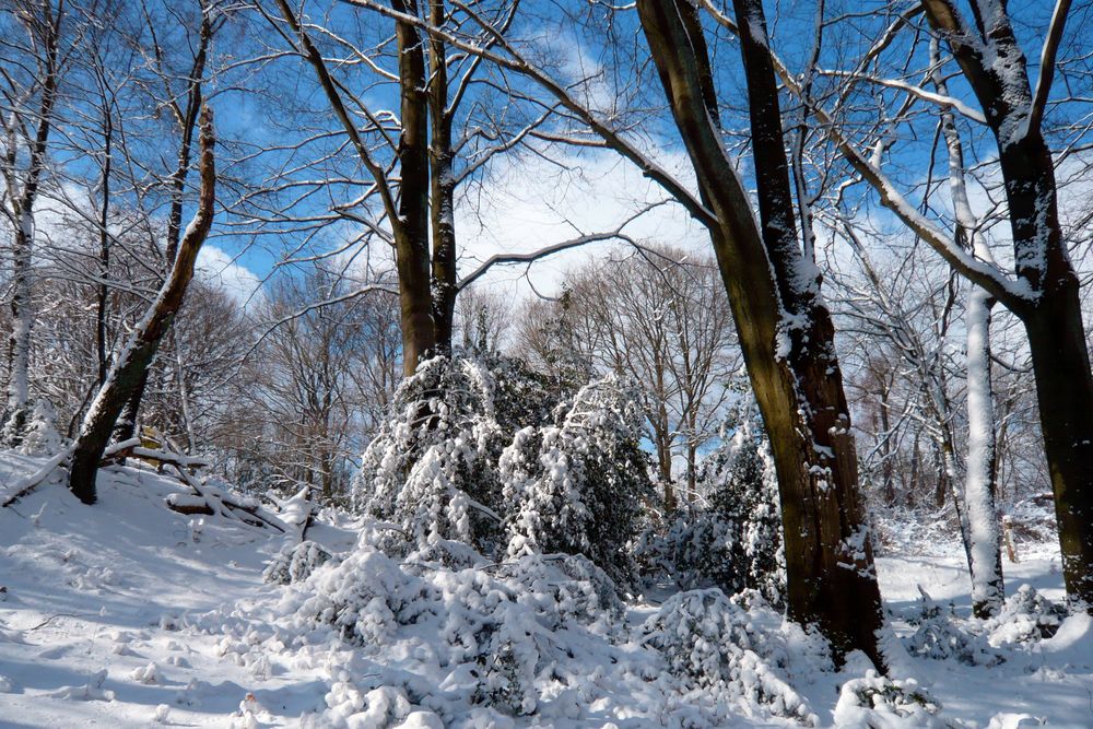 Blick aus dem Wald