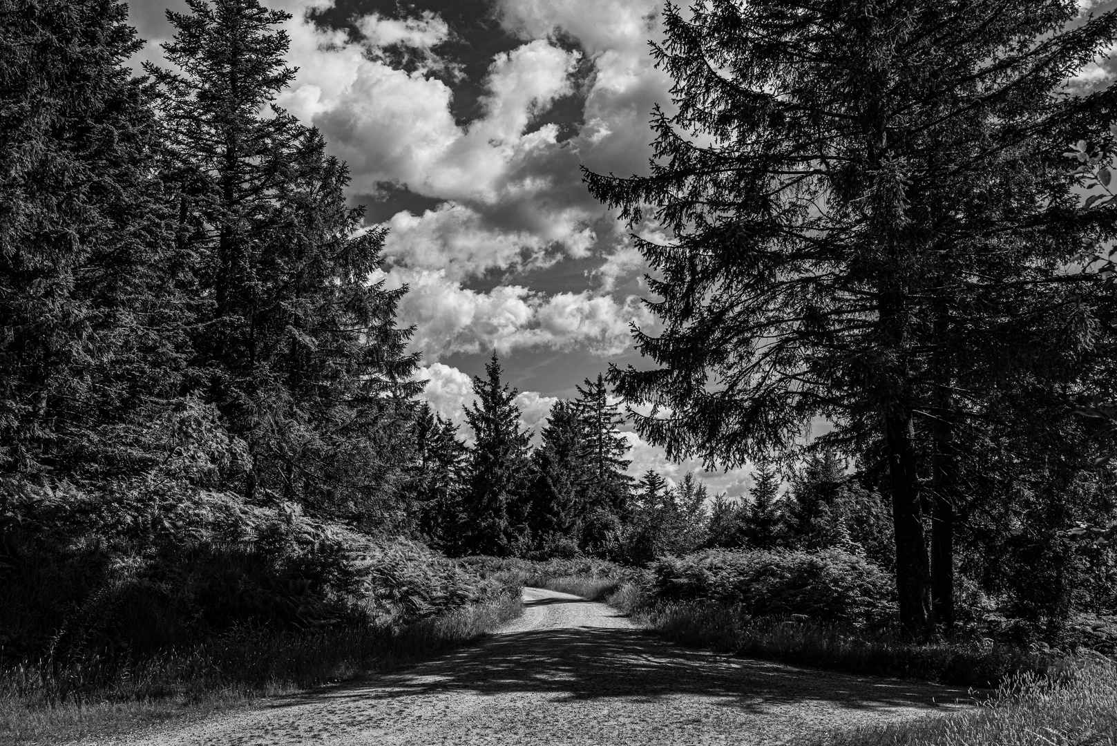 Blick aus dem Wald in den Himmel