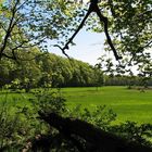 Blick aus dem Wald in den Wald