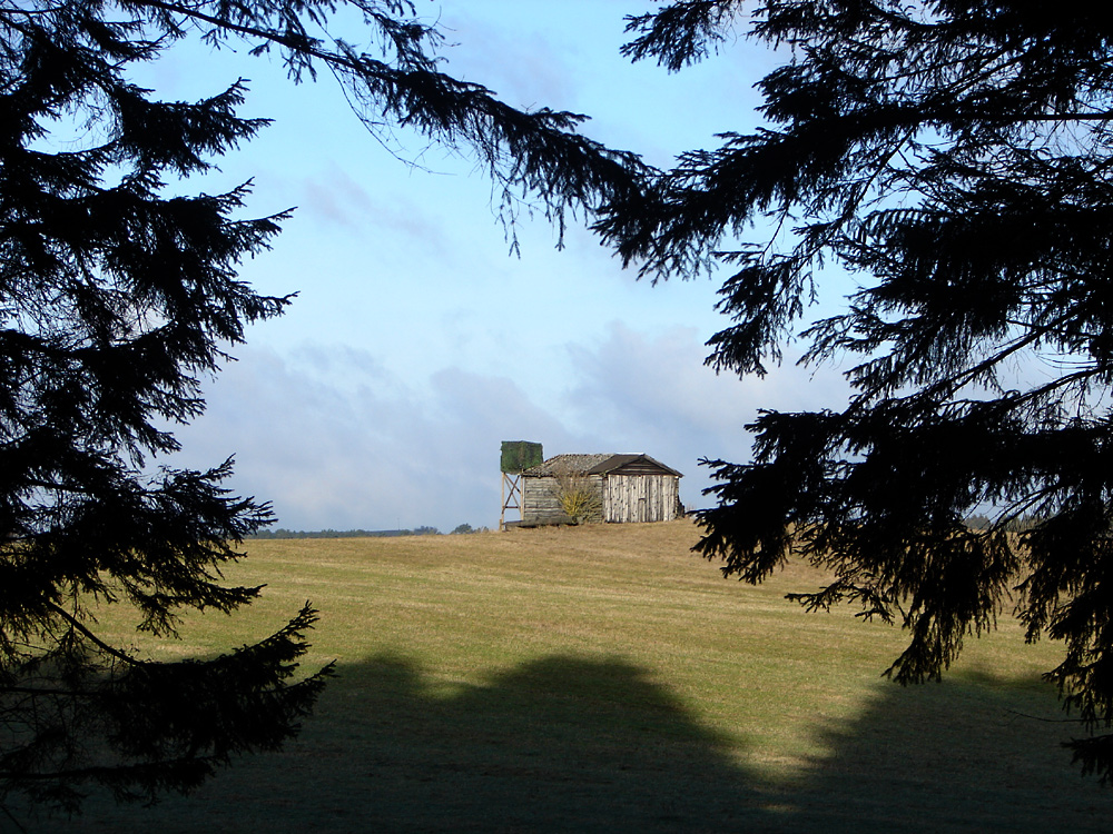 Blick aus dem Waldweg