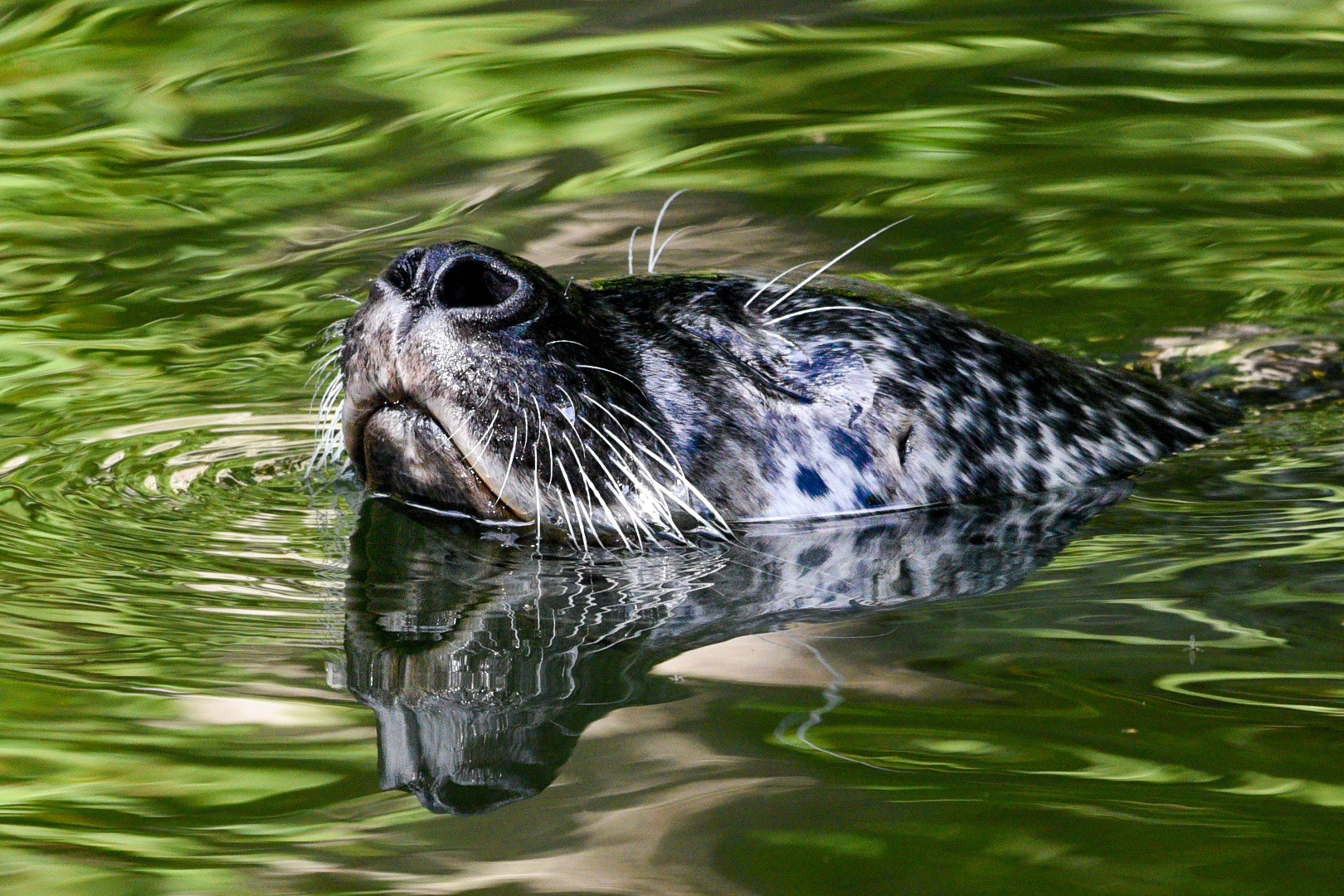 Blick aus dem Wasser