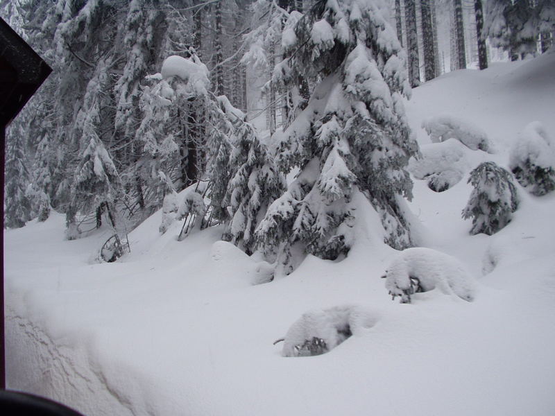 Blick aus der Brockenbahn