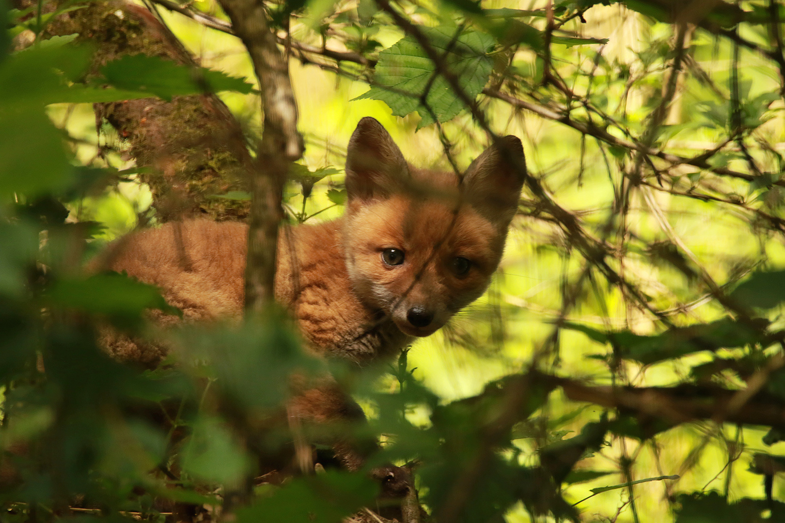 Blick aus der Hecke 