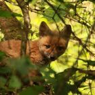 Blick aus der Hecke 