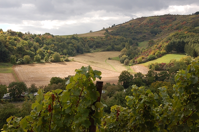 Blick aus einem Weinberg bei Schlossböckelheim an der Nahe