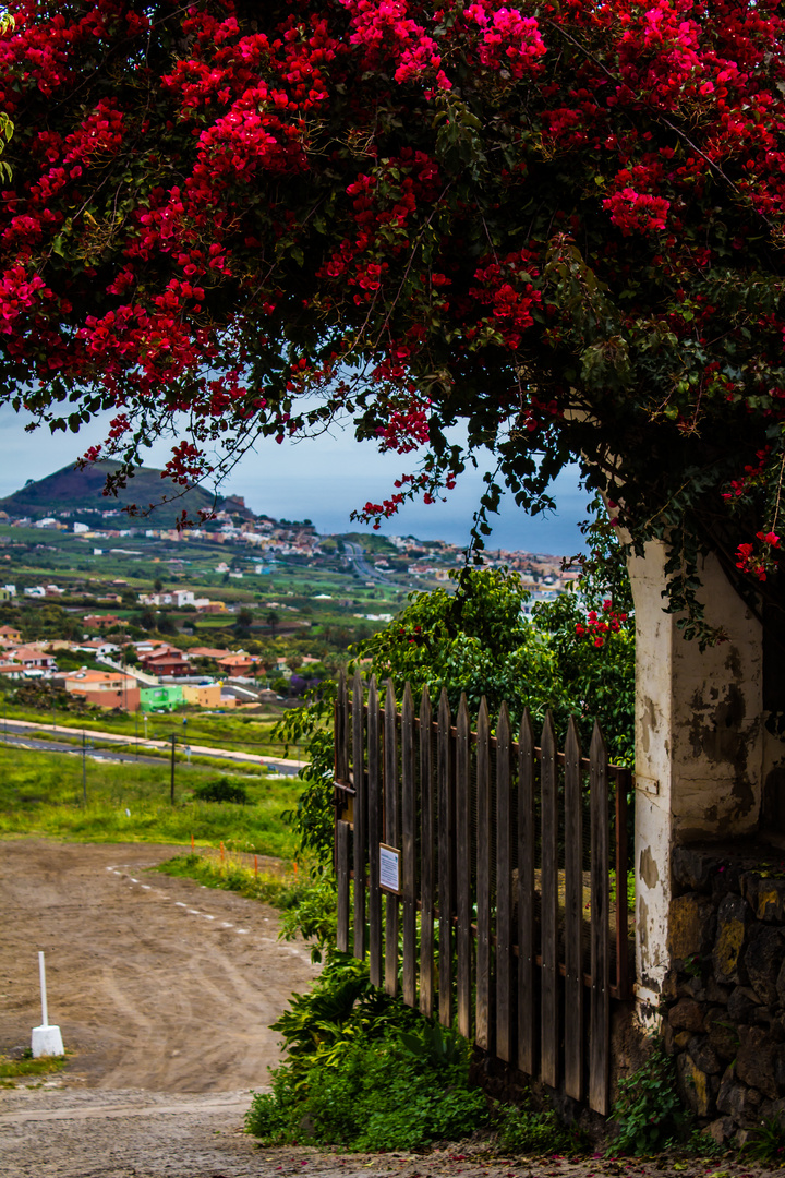 Blick aus La Orotava