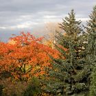 Blick aus meinem Fenster...