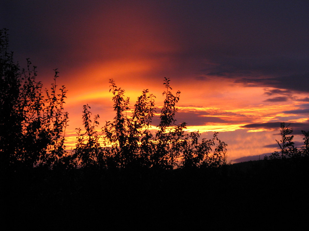 Blick aus unserem Garten in den Abendhimmel