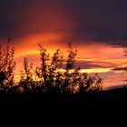 Blick aus unserem Garten in den Abendhimmel