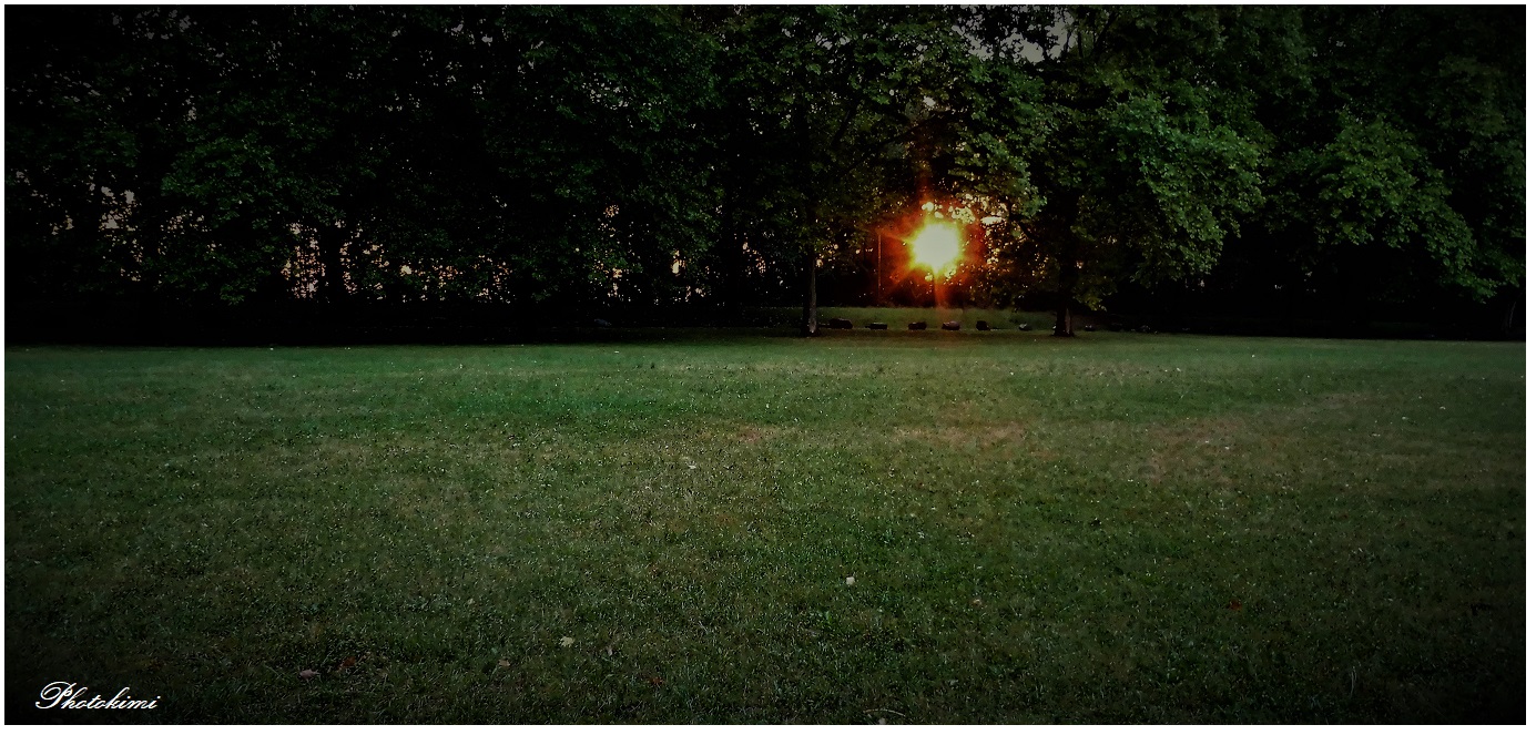 Blick der Abendsonne auf der Wiese