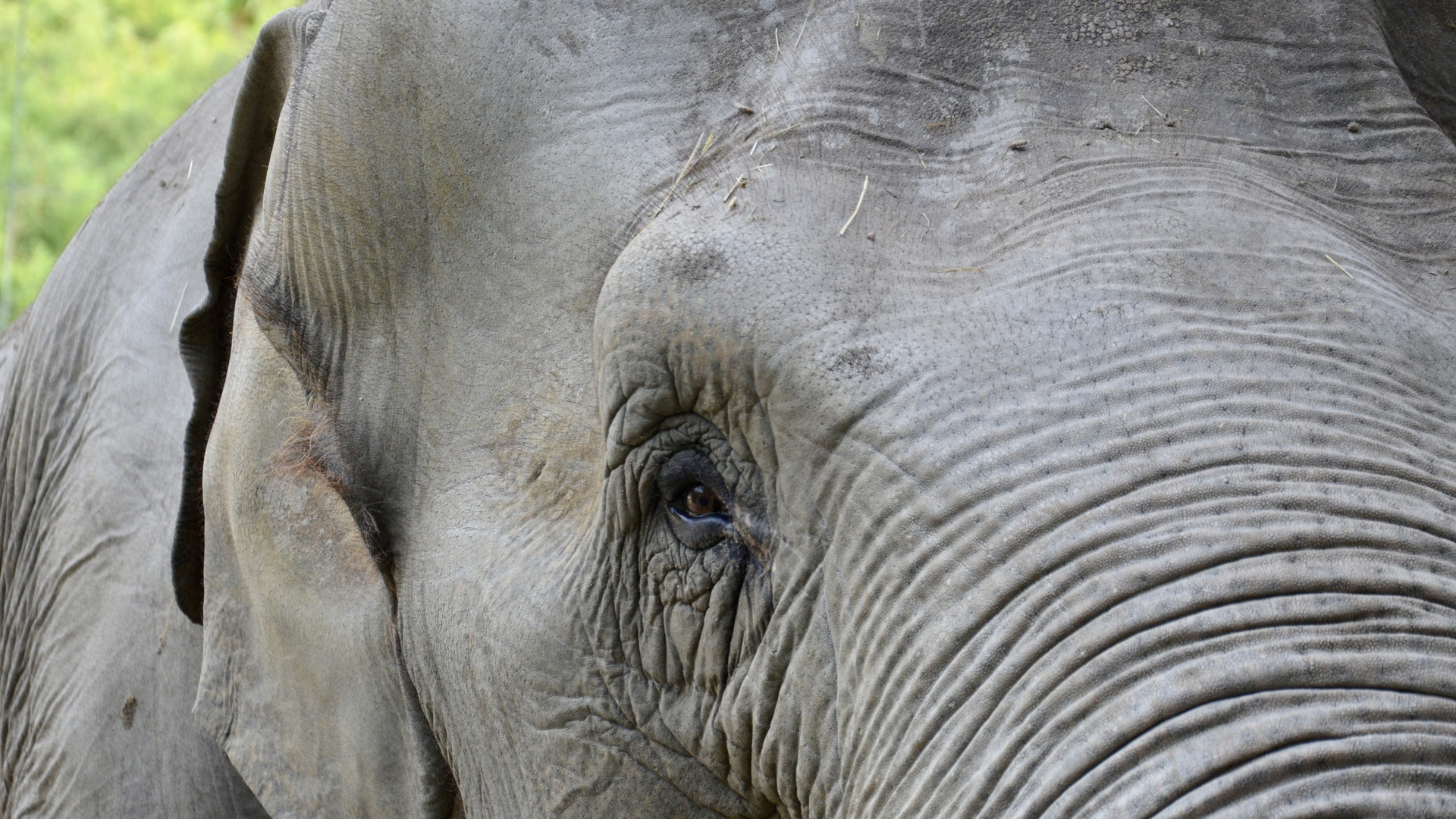 Blick der Elefantendame Zoo Münster 